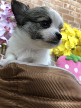 チワワ(ロング)【大阪府・男の子・2018年12月9日・パーティ】の写真「おっとりとした男の子です💕」