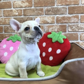 フレンチブルドッグ【大阪府・男の子・2019年1月1日・クリーム】の写真「とっても可愛いハニーパイドの男の子です💕」