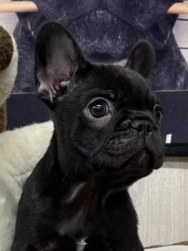 フレンチブルドッグ【大阪府・男の子・2021年12月7日・ダークブリンドル】の写真「💕ハイクオリティの男の子です💕」