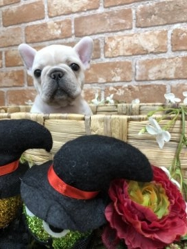 フレンチブルドッグ【大阪府・女の子・2018年8月4日・クリーム】の写真「おっとりとした女の子です💕」