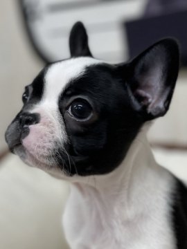 フレンチブルドッグ【大阪府・女の子・2021年11月15日・パイド】の写真「💕小ぶりな女の子の紹介です💕」