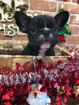 フレンチブルドッグ【大阪府・女の子・2018年11月4日・ブリンドル】の写真「性格の良い女の子です💕」