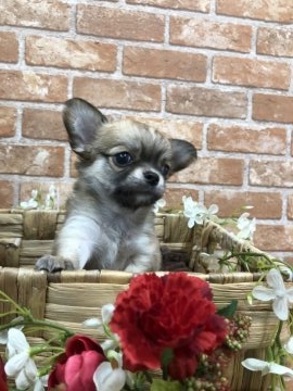 チワワ(ロング)【大阪府・男の子・2018年5月19日・フォーン&ホワイト】の写真「おっとりした男の子です💖」