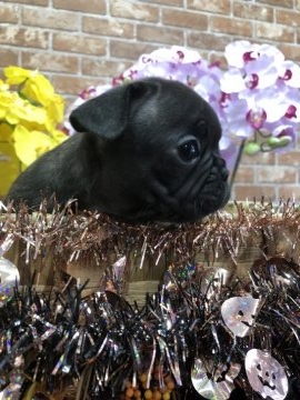 フレンチブルドッグ【大阪府・男の子・2018年9月22日・ブリンドル】の写真「シッカリした男の子です💕」