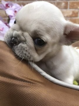 フレンチブルドッグ【大阪府・女の子・2019年4月6日・クリーム】の写真「おっとりした可愛い女の子です💕」