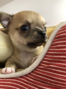 チワワ(スムース)【大阪府・男の子・2018年6月17日・フォーン】の写真「小ぶりで可愛いです💕」