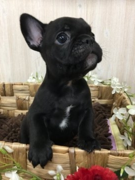 フレンチブルドッグ【大阪府・女の子・2018年4月30日・ブリンドル】の写真「性格の明るい女の子です💖」