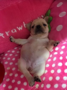 フレンチブルドッグ【大阪府・女の子・2018年1月7日・クリーム】の写真「小ぶりでクリクリオメメの可愛い子です💕」