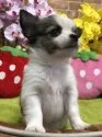 チワワ(ロング)【大阪府・男の子・2018年12月9日・パーティ】の写真2