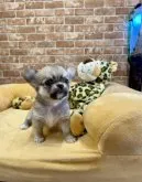 チワワ(ロング)【大阪府・男の子・2023年9月5日・フォーン】の写真3