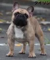 フレンチブルドッグ【大阪府・女の子・2016年12月1日・ブリンドル】の写真4「父犬…タイソン」