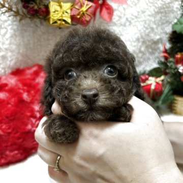 トイプードル(タイニー)【埼玉県・男の子・2025年9月28日・ブラウン】の写真「ブラウンの小さめタイニー予想の男の子♪」