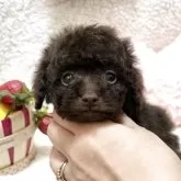 タイニープードル