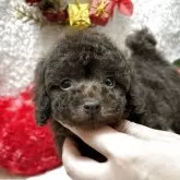 ティーカッププードル