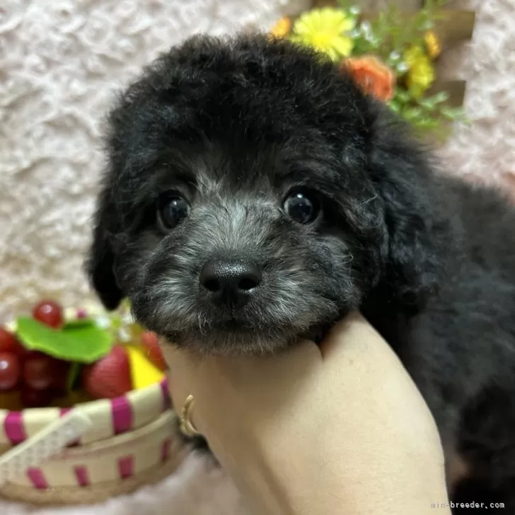 ID:2408-00420の子犬