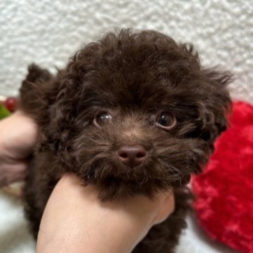 トイプードル(ティーカップ)【埼玉県・女の子・2023年1月17日・ブラウン】の写真「すごく小さくてチャーミングな女の子です♪」