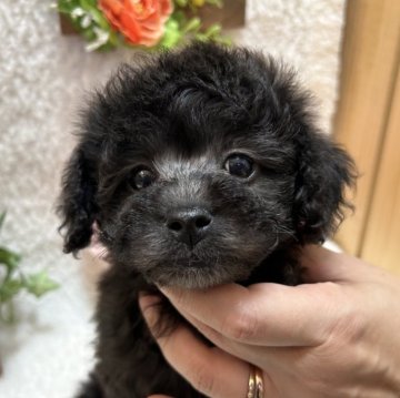 トイプードル(タイニー)【埼玉県・女の子・2024年6月30日・シルバー】の写真「ほんわかした雰囲気のチャーミングな女の子♩」