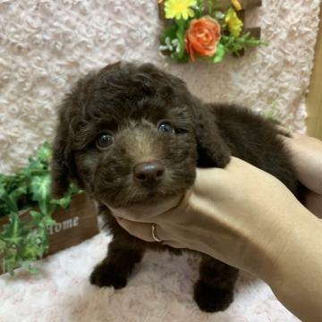 トイプードル(タイニー)【埼玉県・男の子・2022年6月6日・ブラウン】の写真「タイニー予想のチャーミングな男の子です♪」