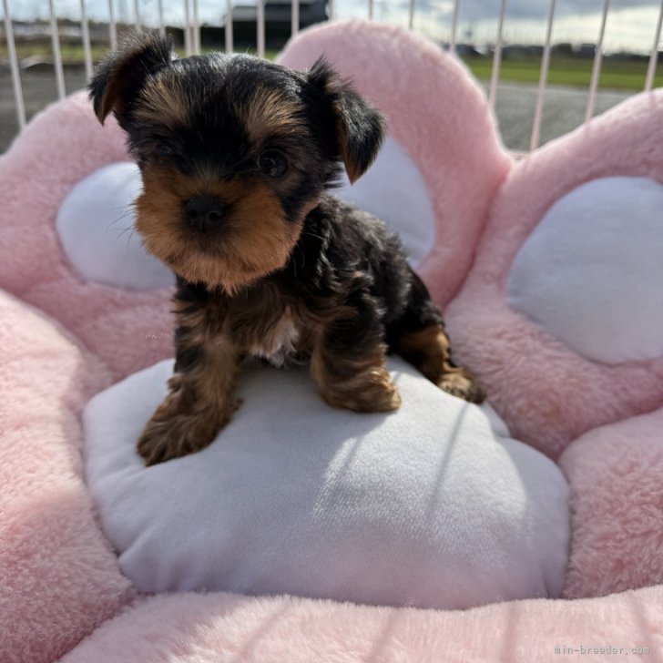 ブリーダー画像