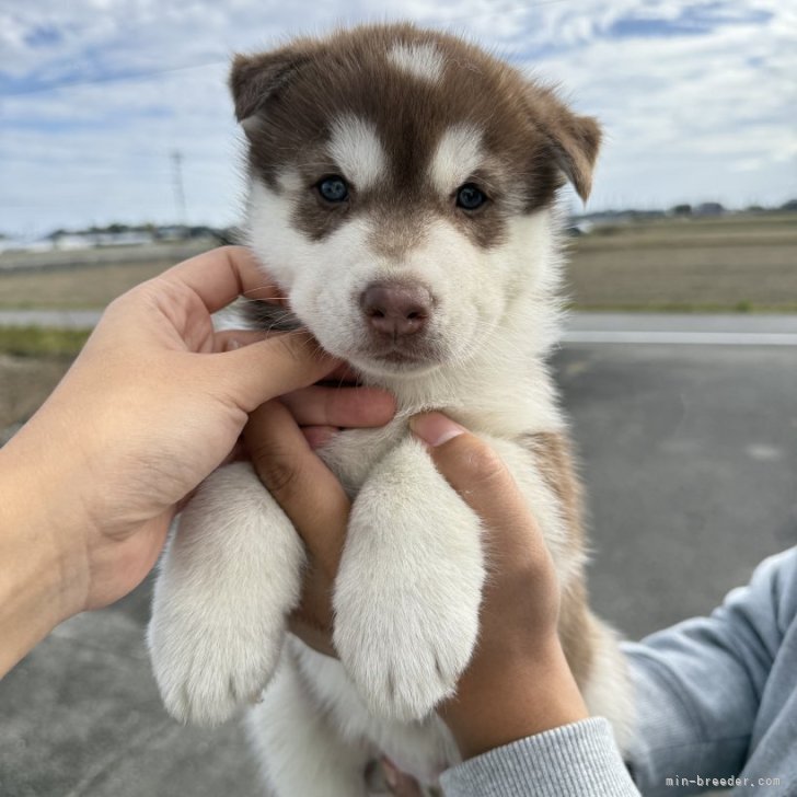 ブリーダー画像