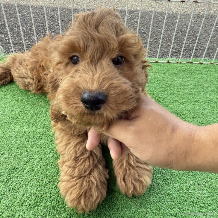 ブリーダー画像