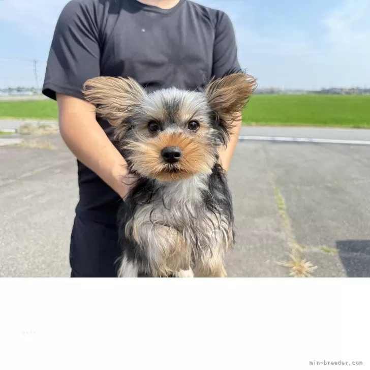 ID：2503-04126の子犬