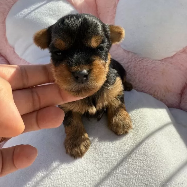 ヨークシャーテリア【岐阜県・女の子・2025年10月30日・スティール・ブルー・タン】の写真1