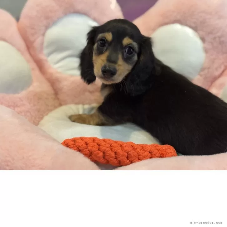 ID:2504-00427の子犬