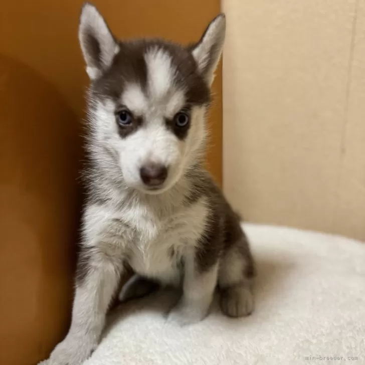 S 様のお迎えした子犬