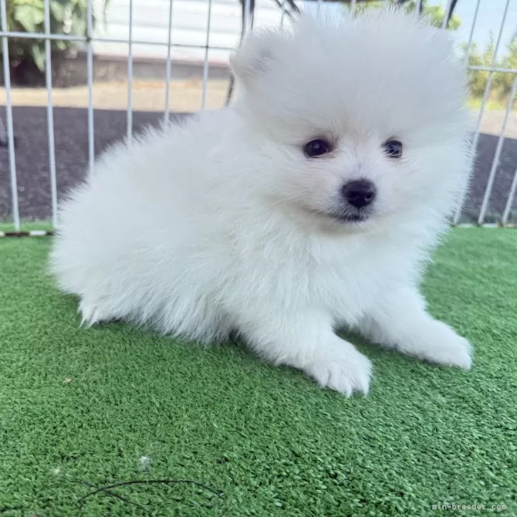 ID:2508-00289の子犬