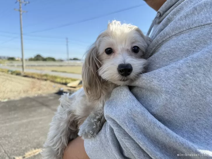 マルプー(マルチーズ×トイプードル)【岐阜県・男の子・2025年5月1日・クリーム】の写真1