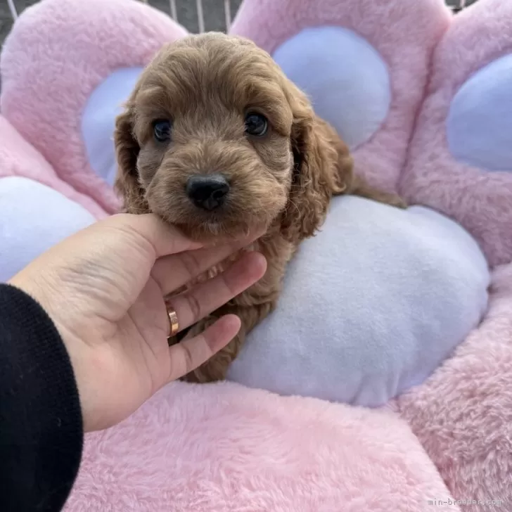 コッカプー(トイプードル×アメリカンコッカースパニエル)【岐阜県・女の子・2025年10月30日・アプリコット】の写真1