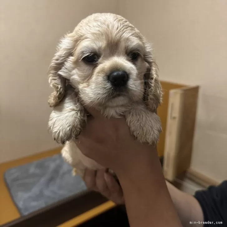 ID：2411-01340の子犬