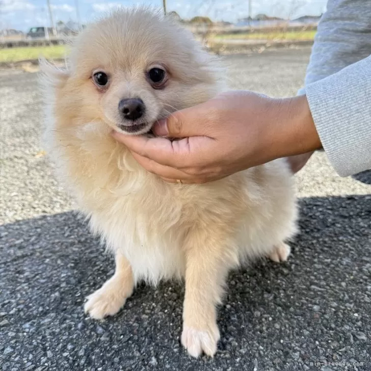 ポメラニアン【岐阜県・男の子・2025年6月5日・クリーム】の写真1