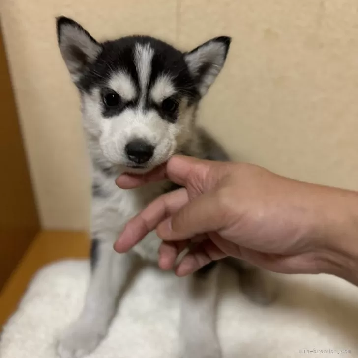 ID:2411-04346の子犬