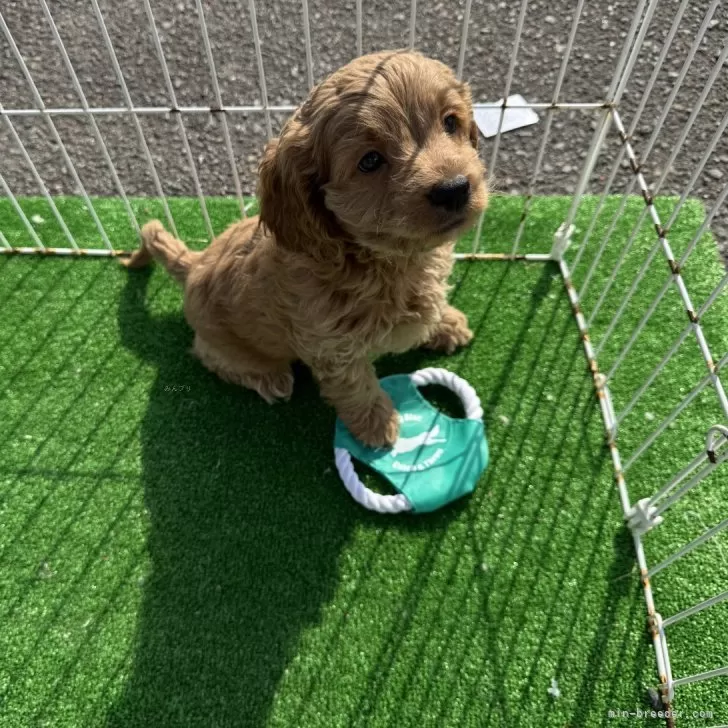 N.S 様のお迎えした子犬