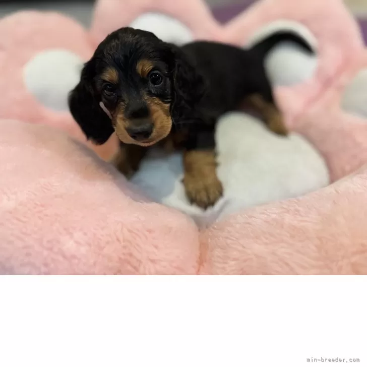 ID：2504-00429の子犬
