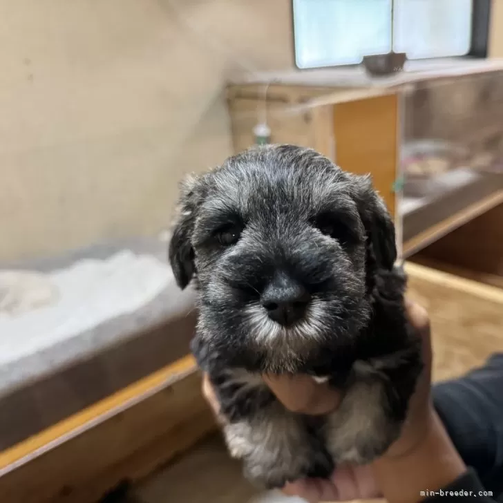 ID：2411-04589の子犬