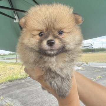 ポメラニアン【岐阜県・男の子・2025年7月29日・オレンジ】の写真「スクスク成長中」