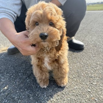 コッカプー(トイプードル×アメリカンコッカースパニエル)【岐阜県・男の子・2025年7月11日・アプリコット】の写真「スクスク成長中」