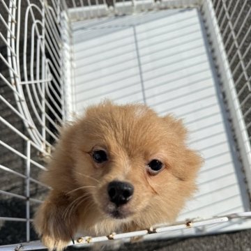 ポメラニアン【岐阜県・男の子・2025年6月5日・オレンジ】の写真「スクスク成長中」