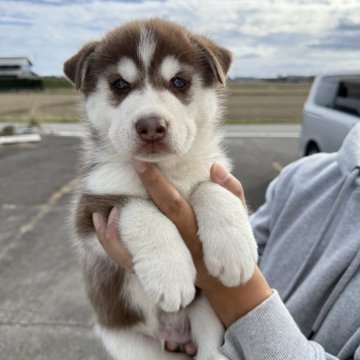 シベリアンハスキー【岐阜県・男の子・2025年10月1日・チョコ&ホワイト】の写真「ブルーアイ」