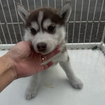 シベリアンハスキー【岐阜県・女の子・2025年9月23日・チョコ&ホワイト】の写真「スクスク成長中」