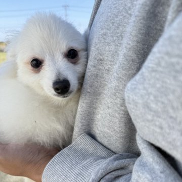ポメラニアン【岐阜県・男の子・2025年6月12日・ホワイト】の写真「スクスク成長中」