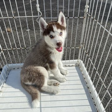 シベリアンハスキー【岐阜県・女の子・2025年10月1日・チョコ&ホワイト】の写真「両目ブルータイ」