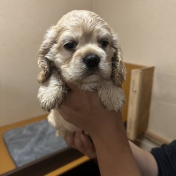 アメリカンコッカースパニエル【岐阜県・女の子・2024年10月11日・バフ】の写真「可愛い」