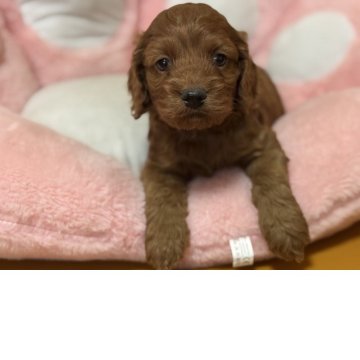 コッカプー【岐阜県・男の子・2025年3月17日・レッド】の写真「スクスク成長中」