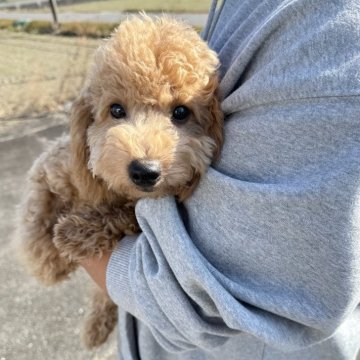 ビションプー(トイプードル×ビションフリーゼ)【岐阜県・男の子・2025年6月6日・アプリコット】の写真「スクスク成長中」
