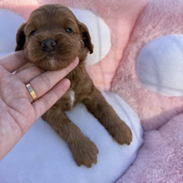 コッカプー(トイプードル×アメリカンコッカースパニエル)【岐阜県・女の子・2025年10月22日・レッド】の写真「スクスク成長中」