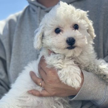 ビションフリーゼ【岐阜県・女の子・2024年12月18日・ホワイト】の写真「小体タイプ」